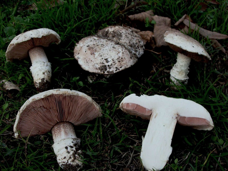 Raccolta del 20 dicembre